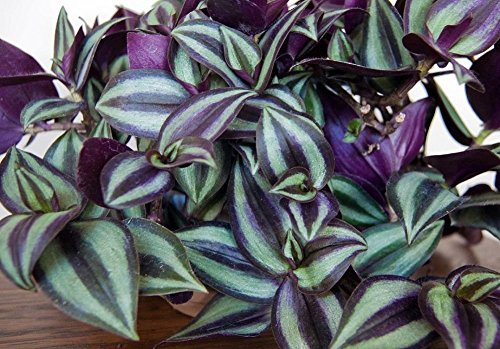 The Wandering Jew Plant Inch Plant Care Guide